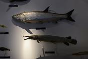 museum aquarium de nancy 8-2022 3853